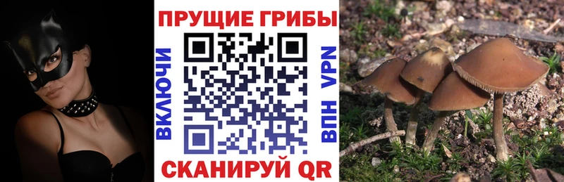 Псилоцибиновые грибы MAGIC MUSHROOMS  купить   Канаш 